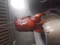 烧腊，鸡饭。学徒，助手。刀手。