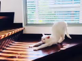 白色貓咪 有償