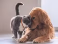 Rescue global animals donation associati