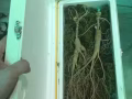 东北特产