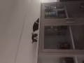 貓咪領養