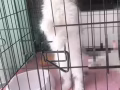 波斯混種小貓