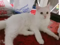7个月猫咪