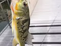 路亚竿，枪柄，直柄杆