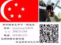 办理不成功不收取任何费用办理速度快微信：banzheng134679