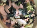 上门煮晚餐