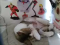 无偿领养猫咪