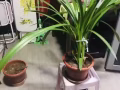 植物贱卖