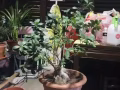 植物贱卖