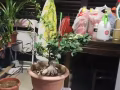 植物賤賣