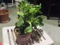 植物贱卖