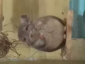 龍貓轉讓! Chinchilla for adoption!