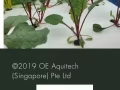 水耕蔬菜?