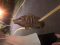 魚竿 轉讓