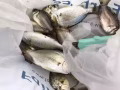 鱼竿 转让