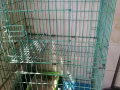 超级大双层猫咪笼子