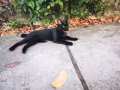 一岁黑色小猫