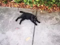一歲黑色小貓