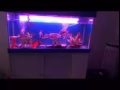 优美鱼缸