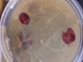 家庭煮好燕莴