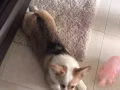 出售小柯基