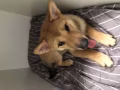 4個多月大柴犬妹妹 有償領養