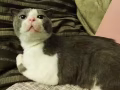 救助的猫咪。免费领养