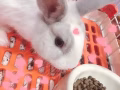 可愛小兔1隻