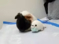 荷兰猪 一岁左右 3种颜色