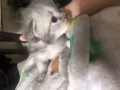 純種金吉拉