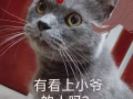 家裡英短小公子發情了！正在找媳婦！