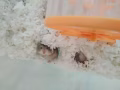 可爱仓鼠宝宝