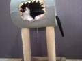 猫窝，猫爬架