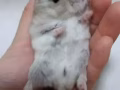 仓鼠?一对 ,仓鼠宝宝5只