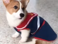狗狗衣服 只穿過兩次！便宜轉手