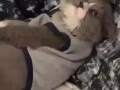 纯种曼赤肯猫找女朋友啦