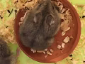 灰色倉鼠