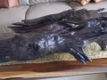乌木佳品
