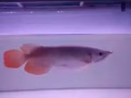 馬來西亞進口金龍魚