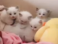 重點色布偶找新家