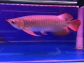 批發龍魚