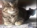 虎斑貓?