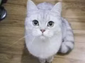 猫咪寄养，8块一天