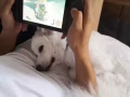 有偿领养两岁大银狐犬 $800