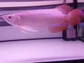 进口龙鱼