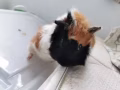 可爱荷兰猪