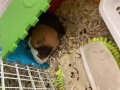找一個好愛動物的人