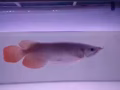 进口红龙