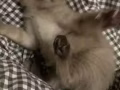 纯暹罗跟纯布偶混的三个月小猫咪