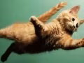 折耳猫